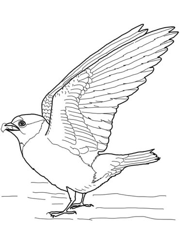 Cliff Swallow Coloring Page